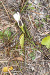 Wiregrass gentian